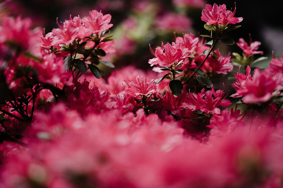 山躑躅の花