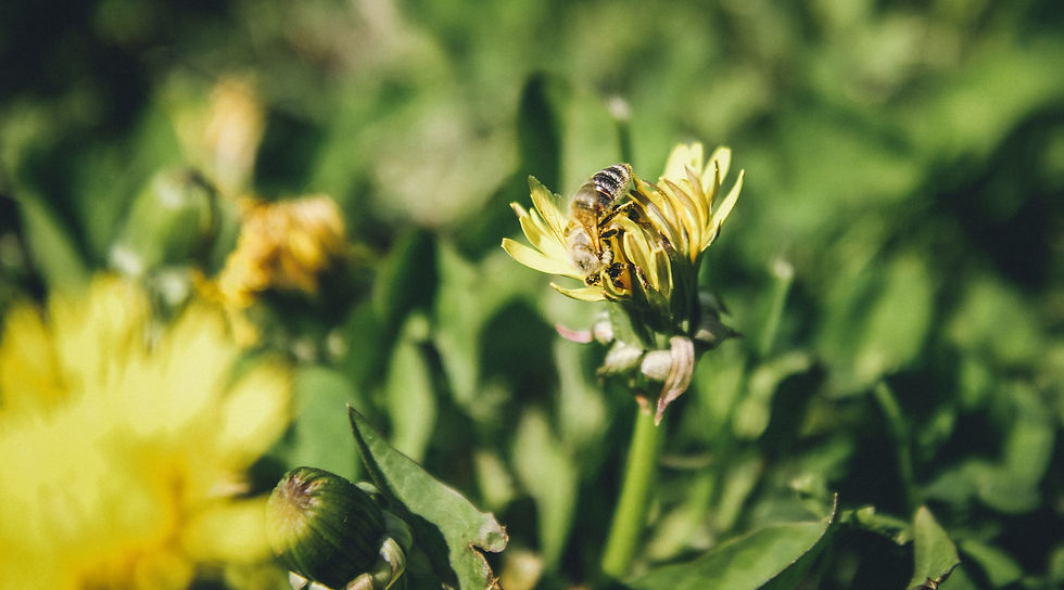 Eine Wildbiene auf einer Blume