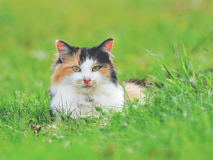 Mon chat a des vers : comment les reconnaître et que faire ?
