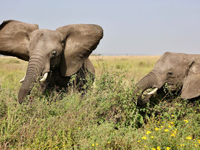 Why You Should Visit Tarangire National Park | Everything You Need To Know