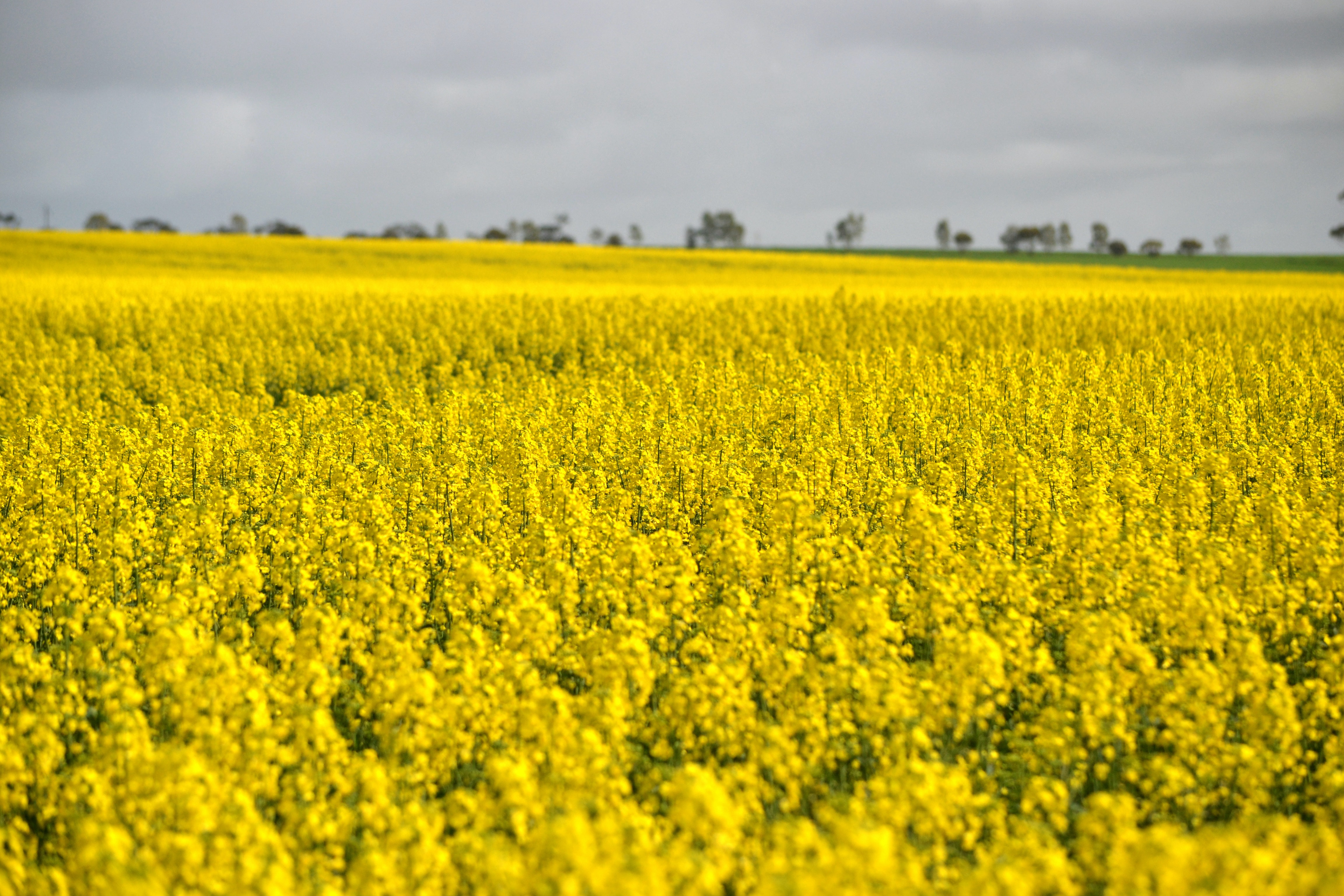 Get FULL value for your canola on CGX