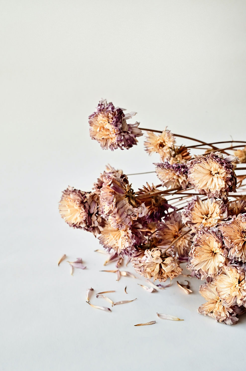 Dried chrysanthemum flowers