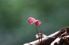Should I be microdosing mushrooms as a mom? Some popular microdosing questions answered for mothers