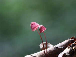 Unraveling the Mysteries: How Psychedelics Influence Brain Connectivity and Neural Networks