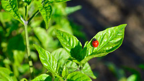 Red ladybug on a bright green leaf, close-up with blurred garden background and sunlit leaves.