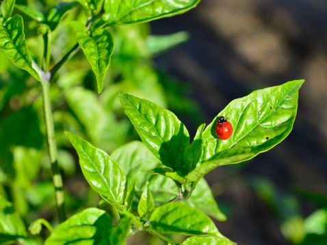 Red ladybug on vibrant green leaf in a sunny garden. The background is blurred, highlighting the bright colors and textures.