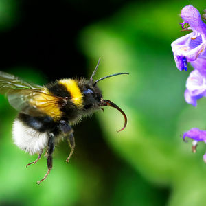 What are pollinators and how do they 'hold entire ecosystems together'? We explain.