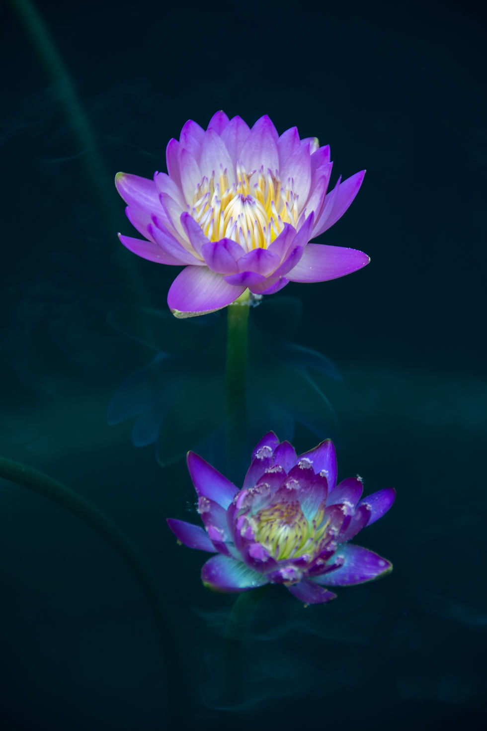 Miniatura: Organic Blue Lotus Herbal Extract: Premium Natural Tincture Liquid Supplement