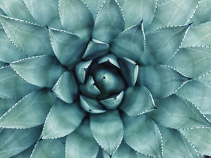Delving Deep: Understanding the Doshas in Ayurveda (part II)