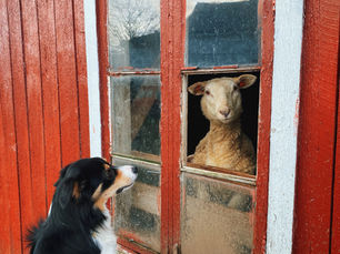 A dog looking at a sheep in captivity.