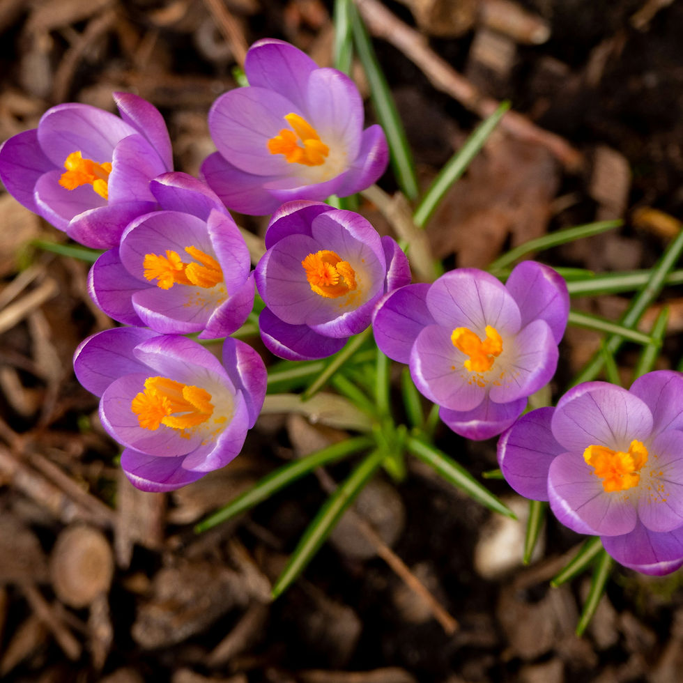 Image by Wim van 't Einde