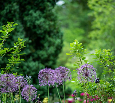 Image by Erda Estremera