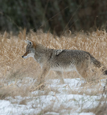 coyote Image by Chris LeBoutillier