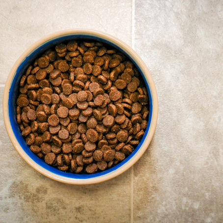 Maistinių medžiagų trūkumai šunims - ne tik praeityje