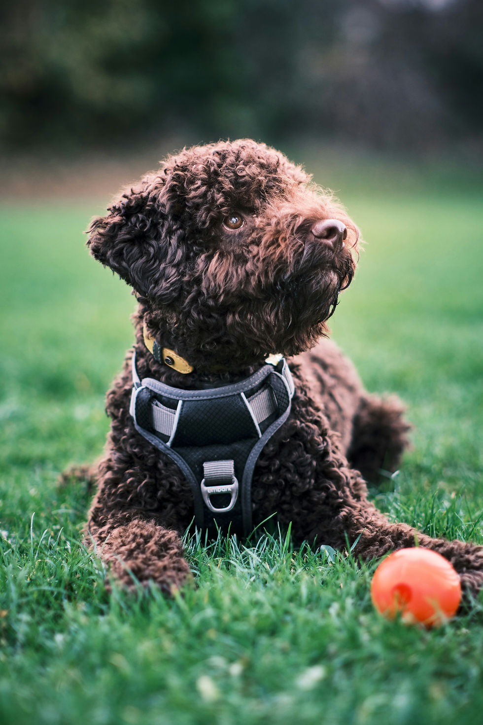 A brown Lagotto Romagnolo is lying on a lawn with an orange ball between its paws.