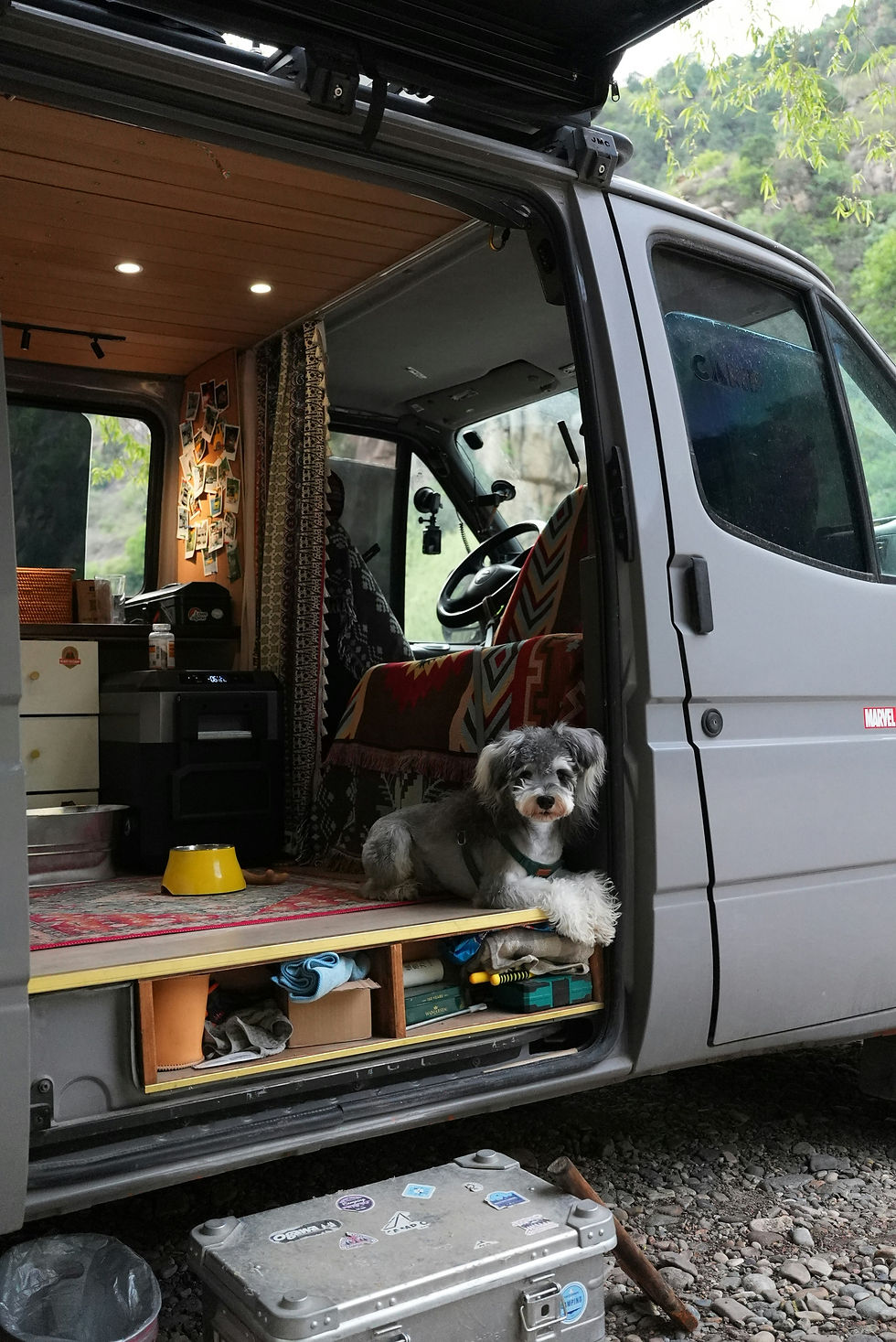 Transport chien voiture chaleur