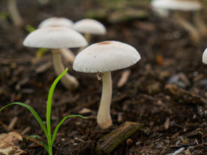 Spring Mushrooms and the Language of Renewal