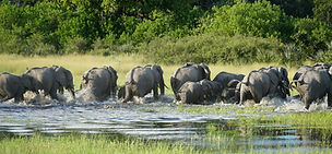 Elephants drinking at Tarangire River during a fly-in safari from Zanzibar