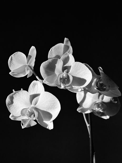 Image by Elena Bocharova