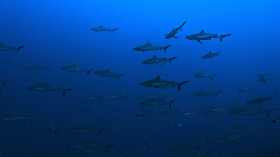 Image by Oliver Tsappis