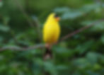 Bird Walk with Wyoming State Parks