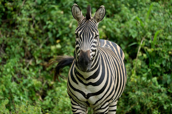 3 Day Tanzania Safari Tours 
