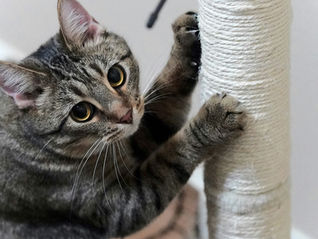 Katze kratzt an einen Kratzstamm