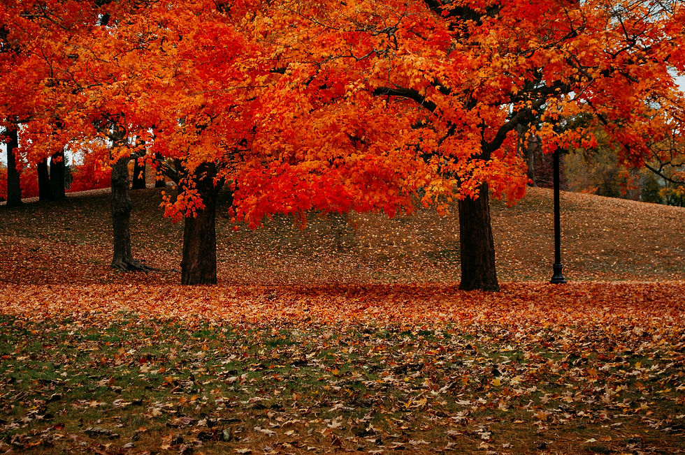 Mature trees with autumn leaves