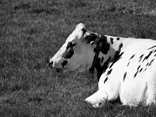 107. Metritis en vacas lecheras: ¿estamos tratando las vacas equivocadas en el posparto?