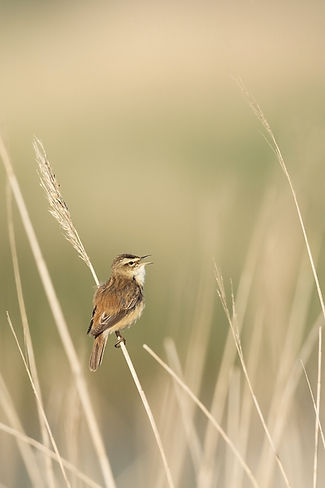 Bird in wheat field: Image by Hans Veth