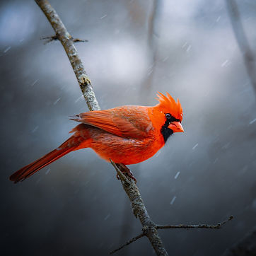 Image by Jeremy Hynes