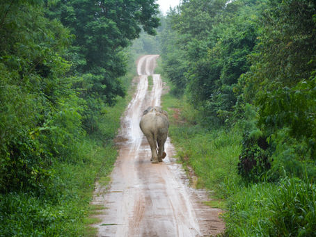 Le tourisme animalier éthique, c'est l'avenir (et voilà pourquoi)