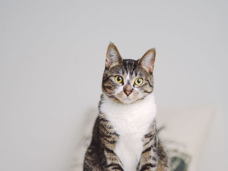 A $25,000 Grant Will Help PURRR Spay & Neuter Hundreds of South Florida Cats