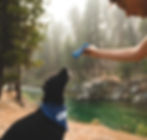 A dog and a man holding the dog's toy.