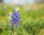 Bluebonnet
