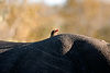 Image by Janes Oosthuizen