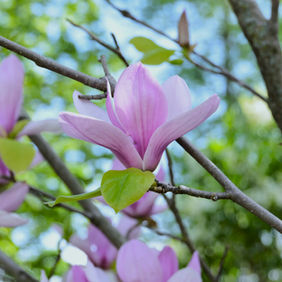 Magnolia