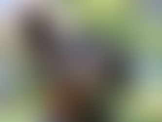 Close-up of a gray terrier in grass outdoors, wearing an orange collar with CHEWIE text, looking alert against a blurred green background
