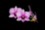 Close-up view of colorful Dendrobium orchids in bloom
