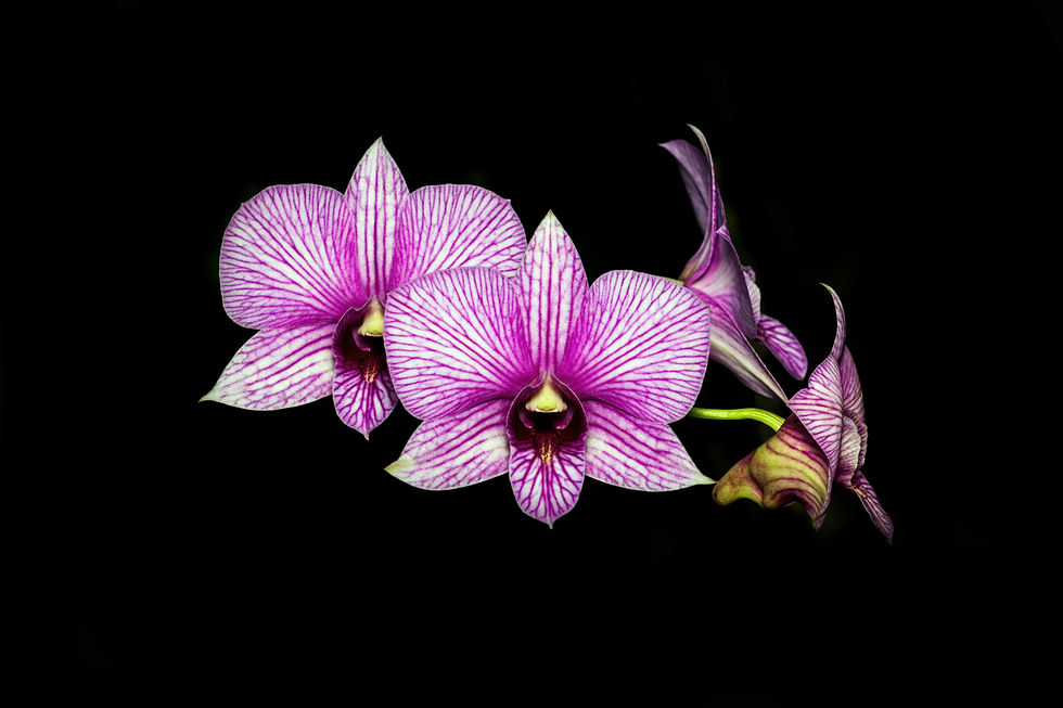Close-up view of colorful Dendrobium orchids in bloom