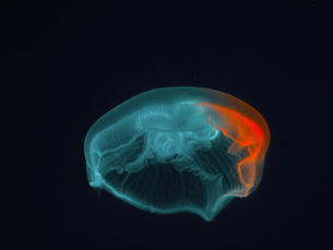 Dal “Diabete di Tipo 3” alle Terapie Incretiniche: I Farmaci GLP-1 Possono Modificare il Decorso dell’Alzheimer?