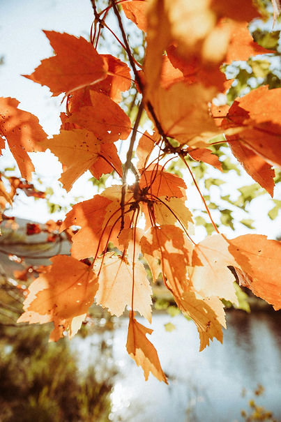 Image by Royce Fonseca