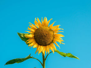 The Sunflower and the Seed
