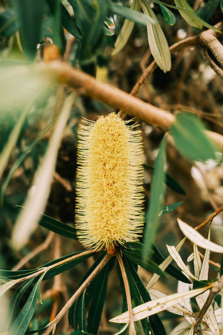 Nature Based Leadership
