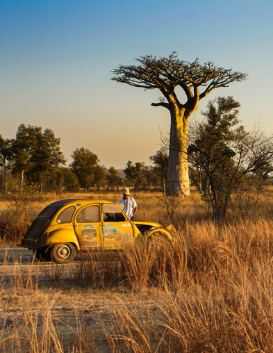 Baobab Alley