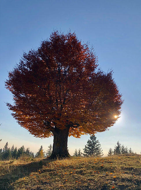 Consultations individuelles. Accompagnement relationnel.