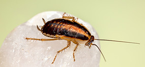 Image by Erik Karits