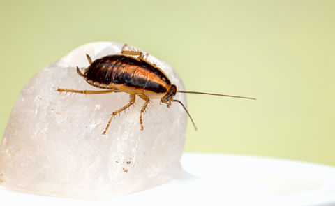 Cockroaches, bed bugs and more... how to get rid of them