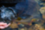 Salmon Release Celebration