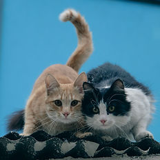 Zwei Katzen auf einem Dach